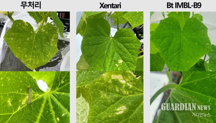 Bt IMBL-B9 수화제의 오이 온실 약효 평가
