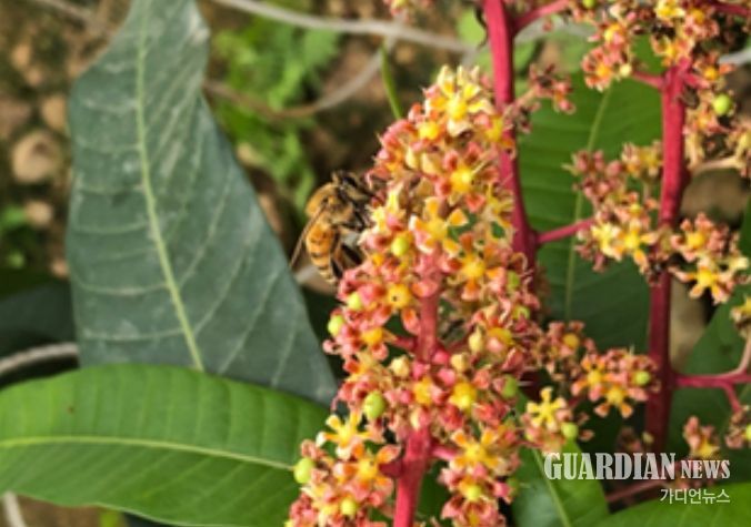 수분 중인 꿀벌