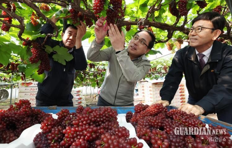 산내포도 재배농가에서 2025년산 델라웨어 포도를 첫 수확하고 있는 모습