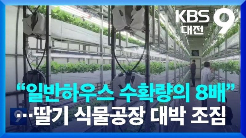 딸기 식물공장 프로젝트 본격 추진